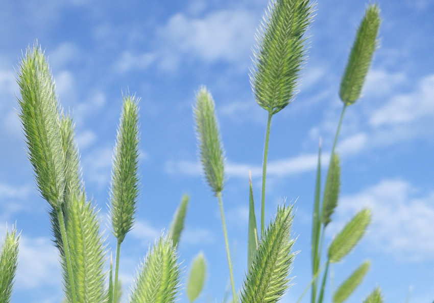  гребінчастий (Agropyron pectinatum)
